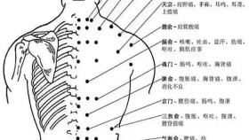 人体背部穴位图及作用功效