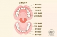 儿童牙齿怎么替换的您知道吗？