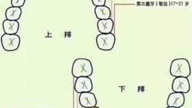 宝宝乳牙脱落多久恒牙才能萌出