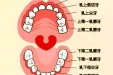 如何区分乳牙、恒牙？