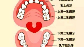 如何区分乳牙、恒牙？