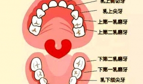 如何區分乳牙、恒牙？