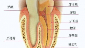 牙齿的“保髓”治疗