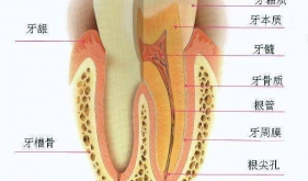 牙齒的“保髓”治療