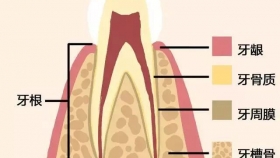 牙齿周围是什么样子？