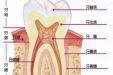 牙齿的结构你了解多少？