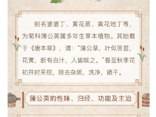 托物言志丨以药喻廉：蒲公英