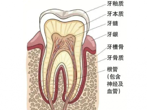 活髓切断术--牙髓保存方法